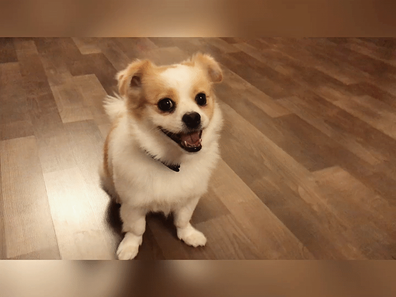 ezgif.com-video-to-gif (2).gif