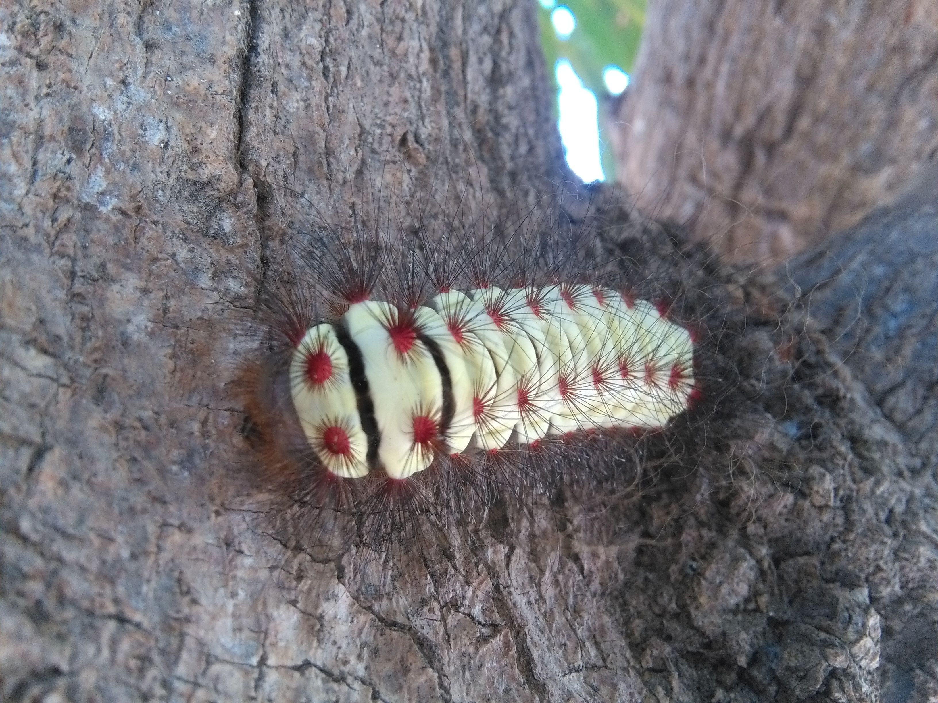 gusanos en tronco de arbol