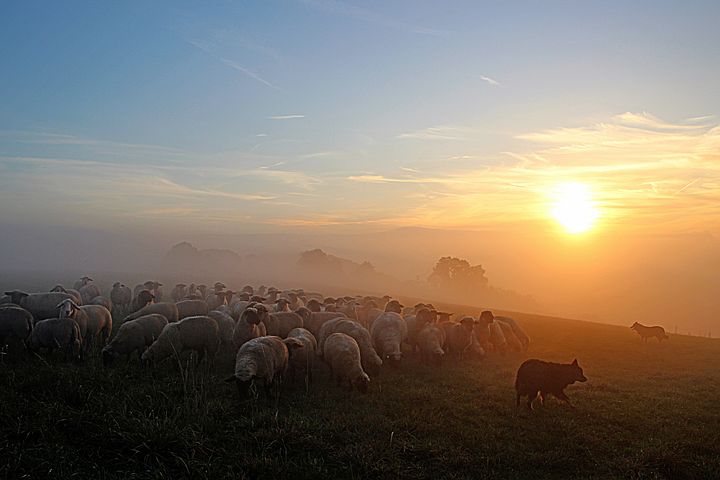 flock-of-sheep-2252296__480.jpg