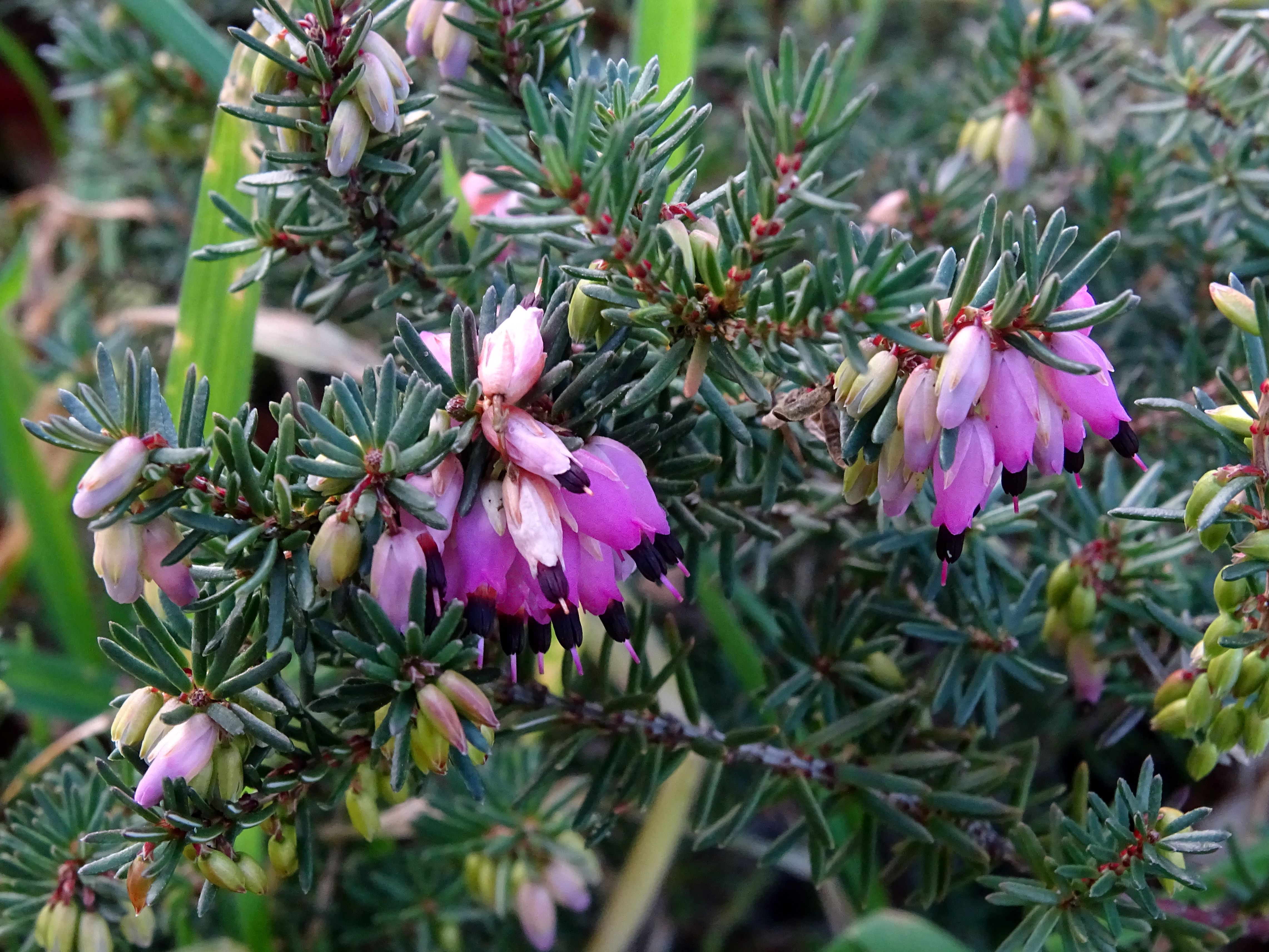 purple-heather.JPG