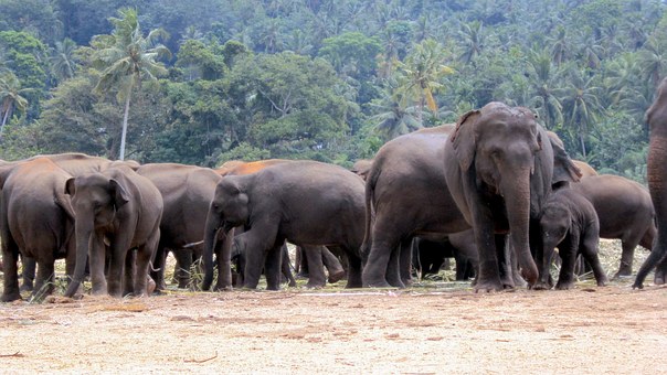 elephant-orphanage-170867__340.jpg