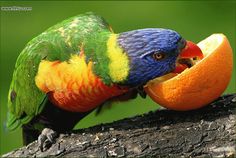 a5d255ed7b2588ea6da23609430f9b10--pet-birds-exotic-birds.jpg