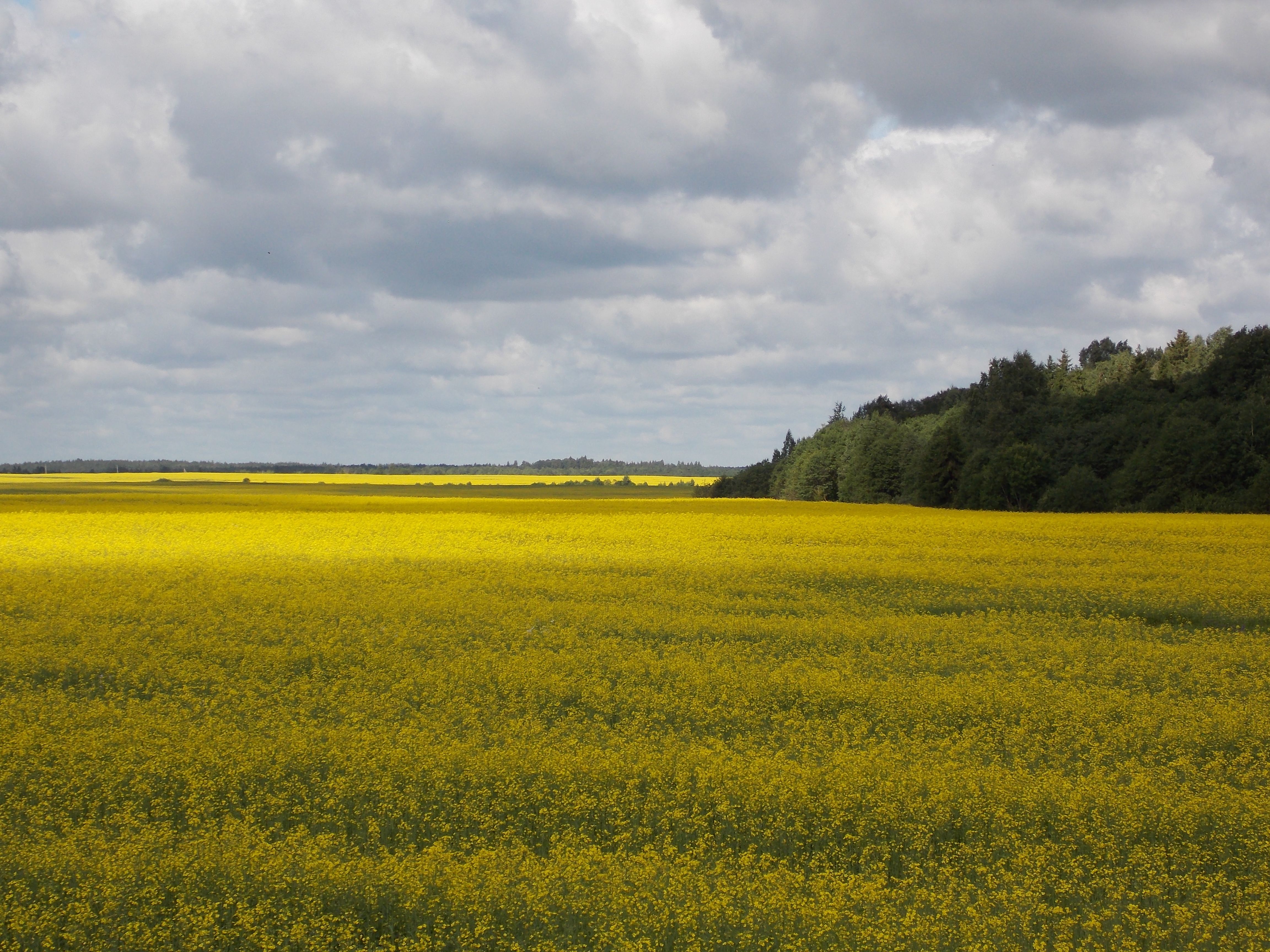 DSCN6533.JPG