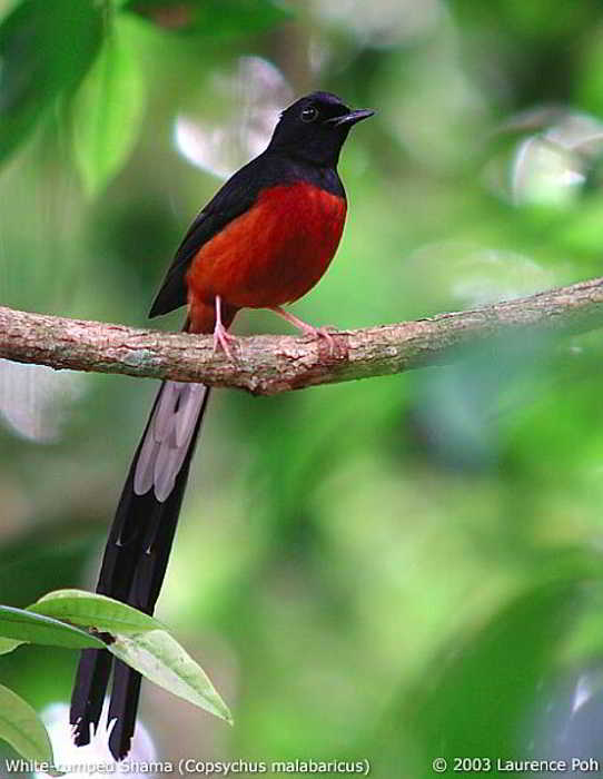 Wallpaper Murai Batu Hd Pixar Wallpapers