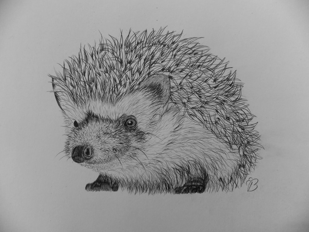 Simple Sketch Hedgehog Drawing for Girl