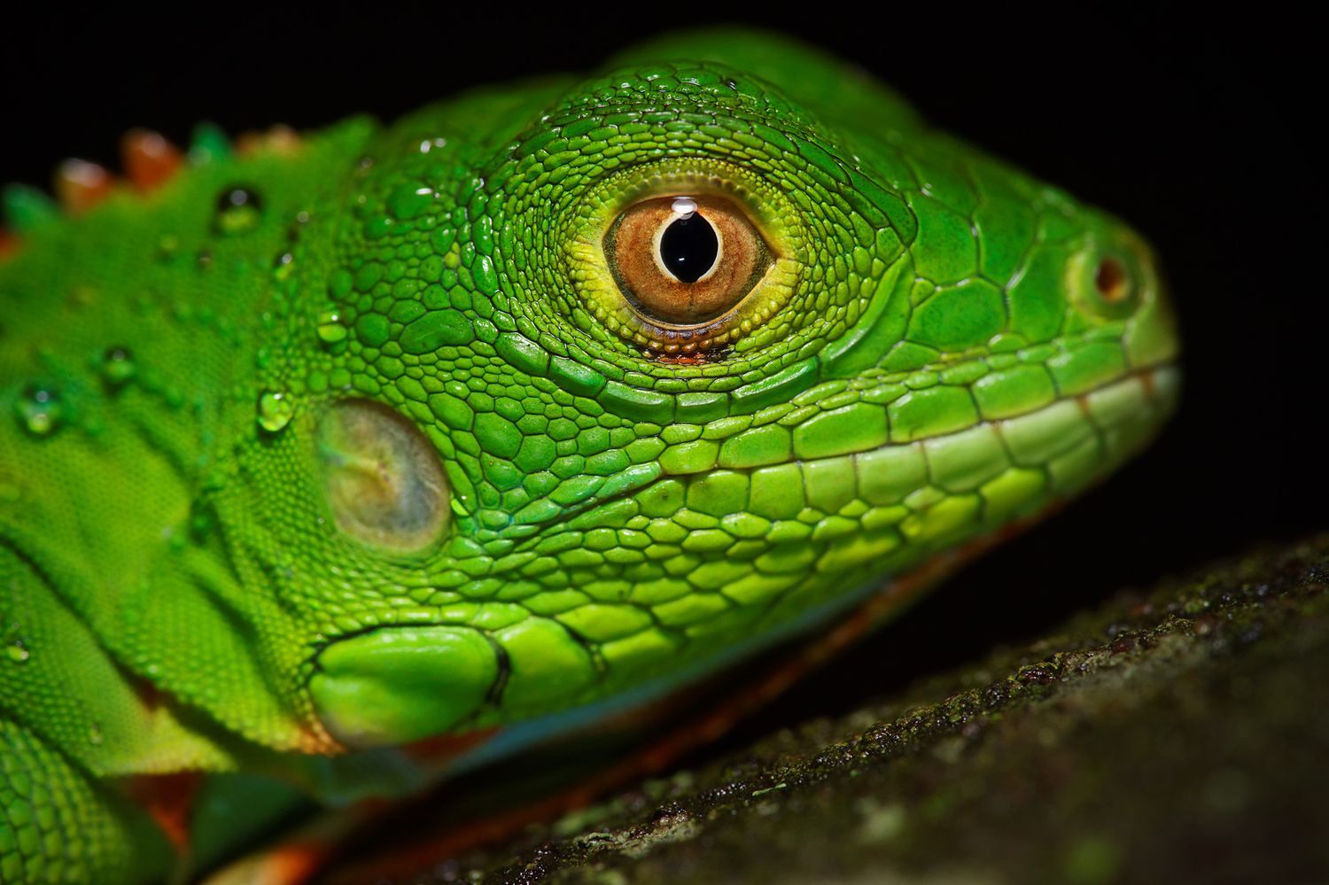CostaRicaBerroneau-001.jpg