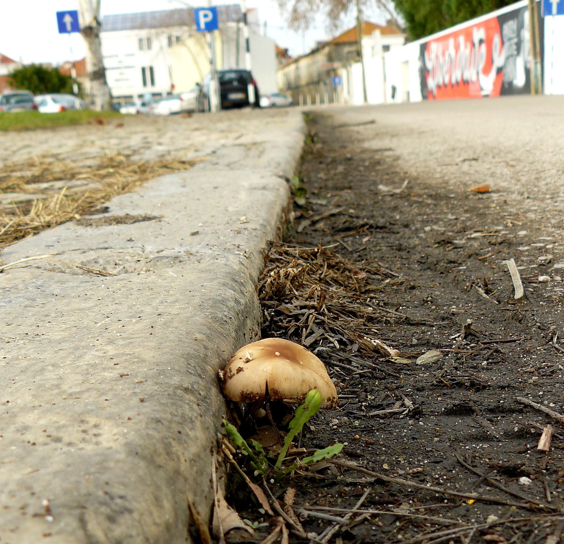 street mushroom 1.jpg
