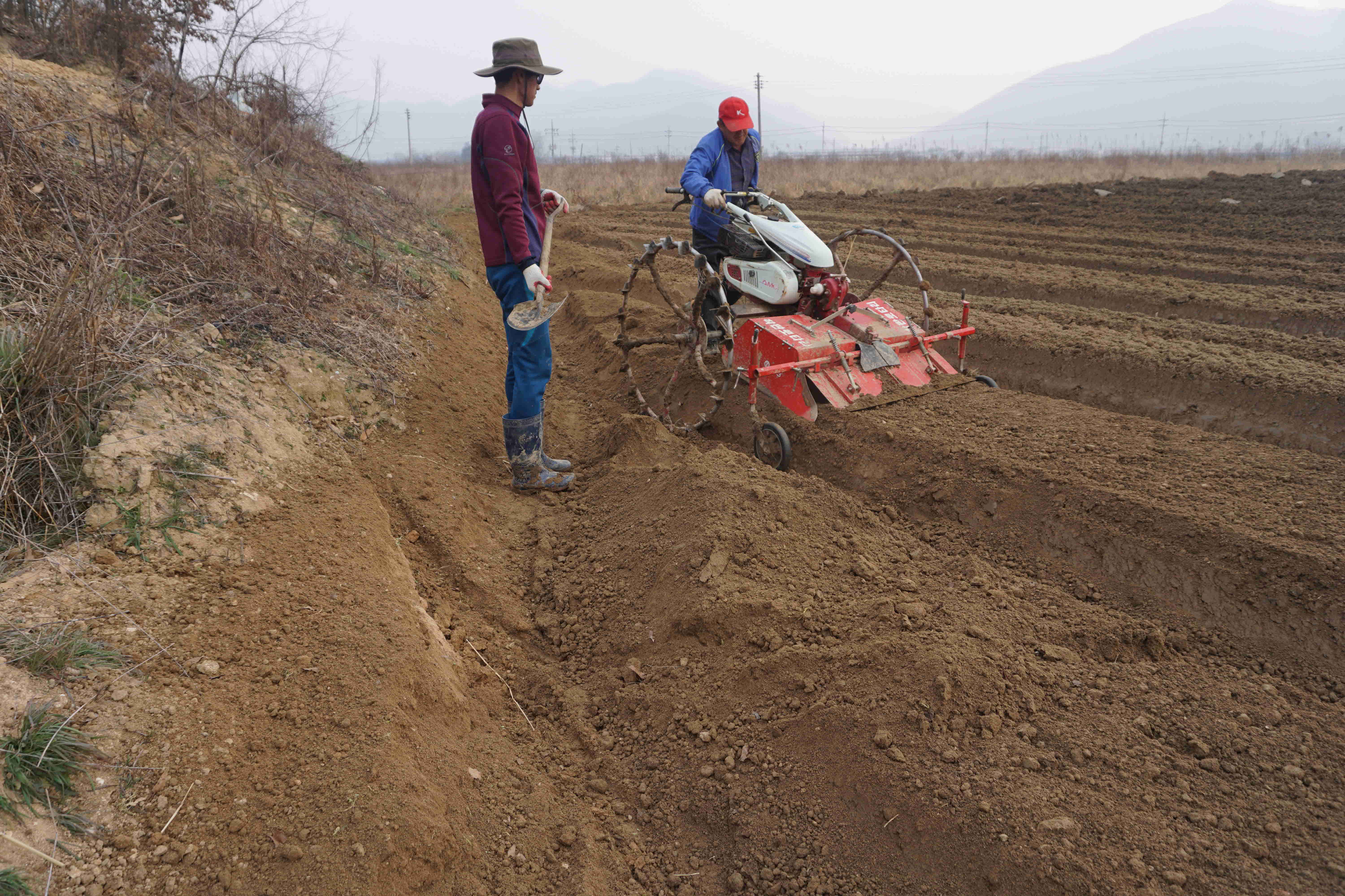 인삼파종기 인삼씨앗파종 인삼파종방법 인삼심기 인삼재배 인삼농사 삼남자 보은군 개갑인삼씨앗 (6).jpg