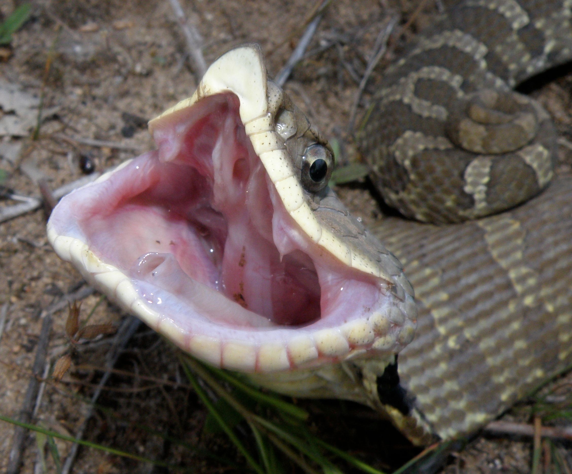 HognoseSnake.jpg