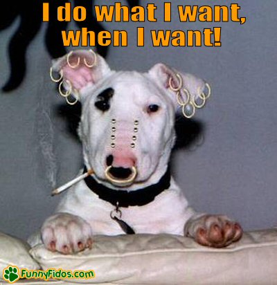 I-Do-What-I-Want-When-I-Want-Funny-Dog-With-Piercing.jpg