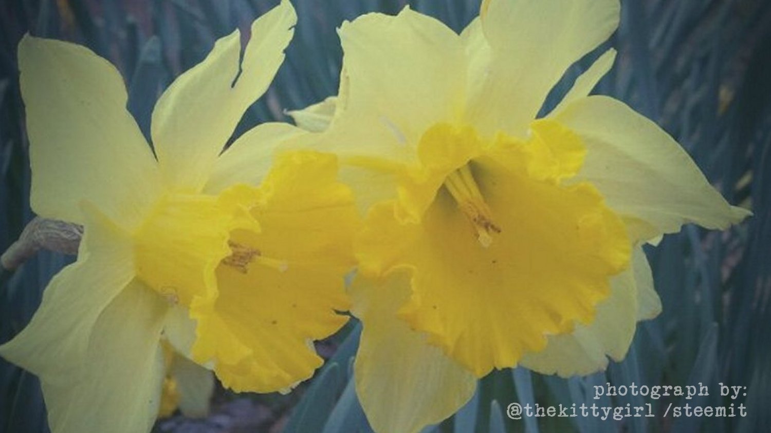 Daffodil-4.jpg