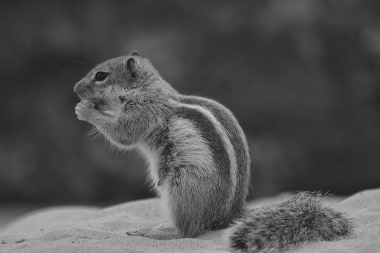 114766394111 - barbary ground squirrels fuerteventura_4.jpg