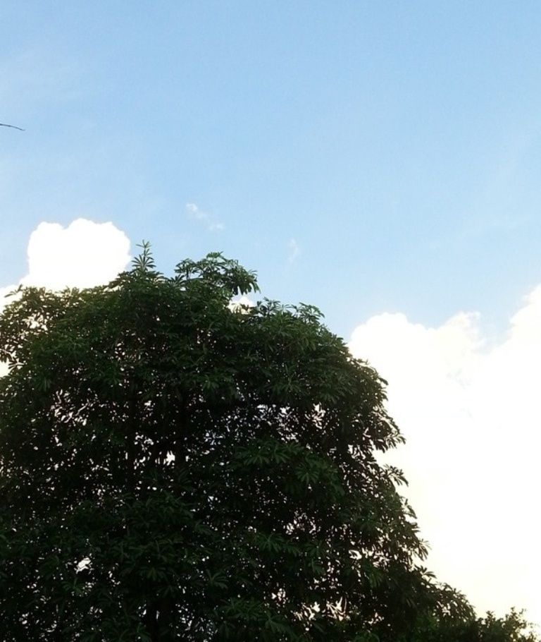 sky and tree5.jpg