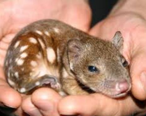 quoll.JPG