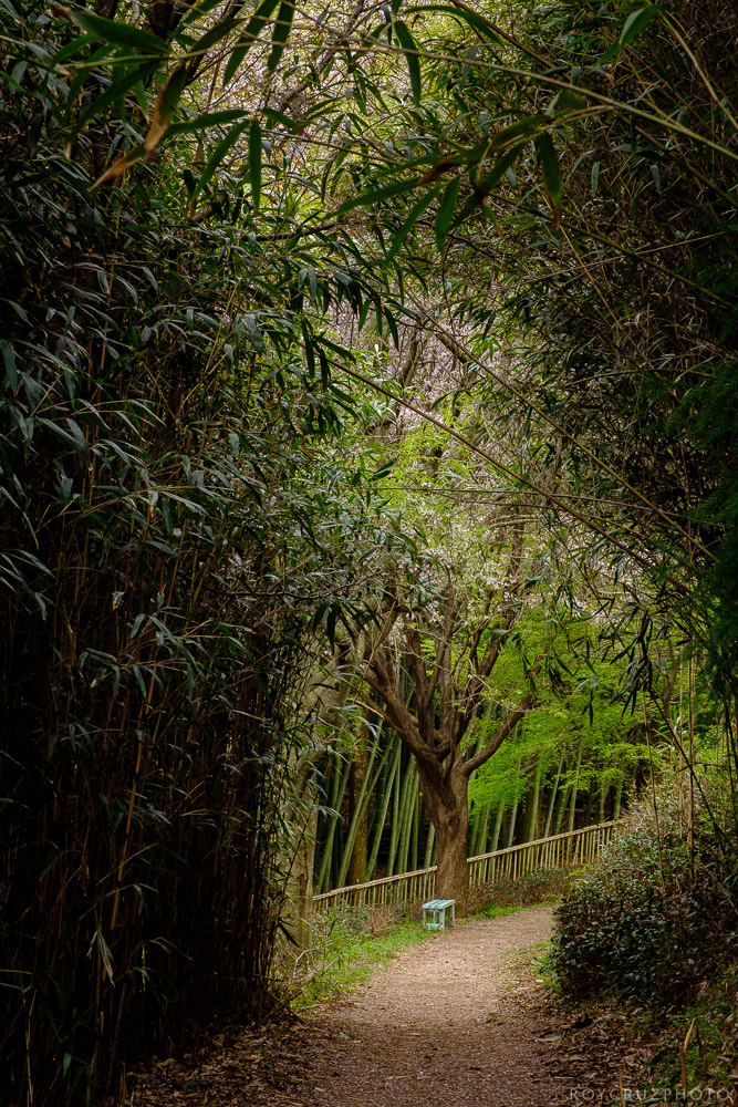 Boseong - Bamboo Forest-3.jpg