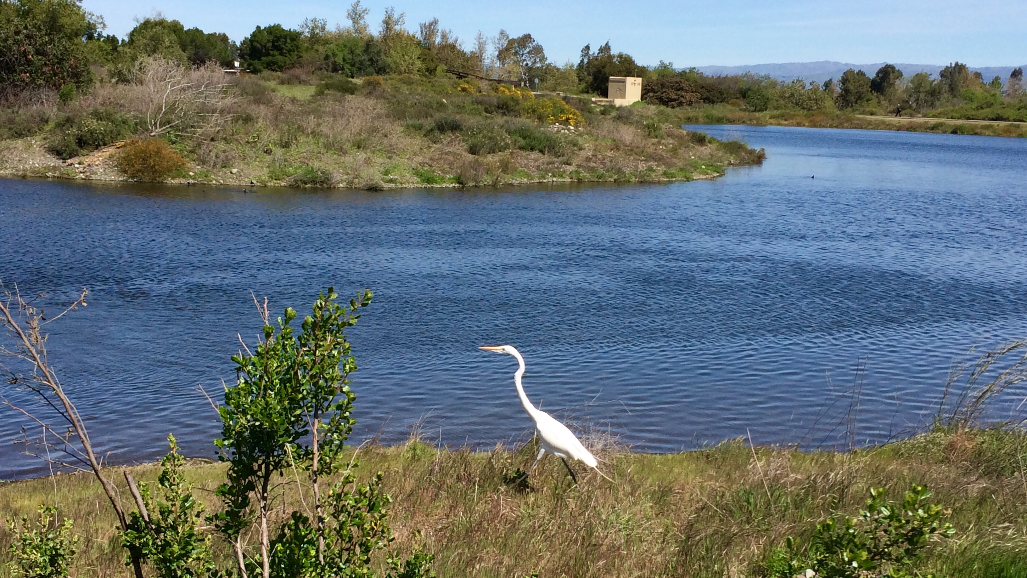 egret.jpg