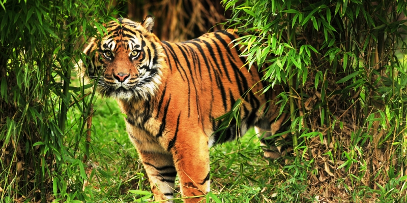 yourstory-tiger-sunderbans.jpg