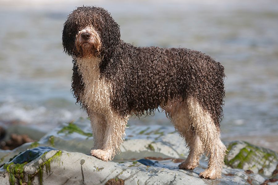 spanish water dog standing portrait.jpg