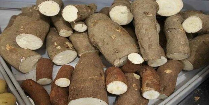 yuca-amarga-700x352.jpg