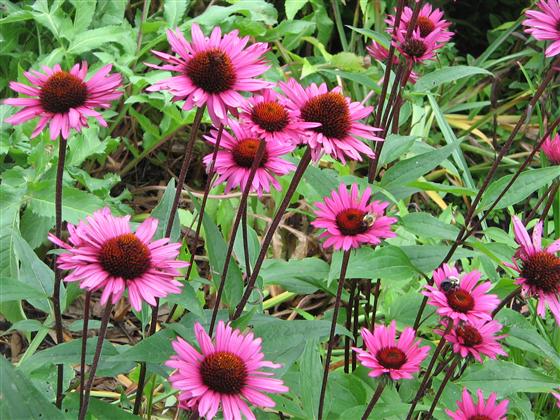 Echinacea 'Fatal Attraction'.jpg