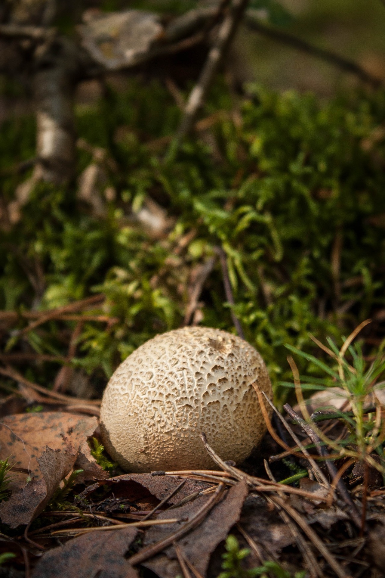 mushrooms-653662_1920.jpg
