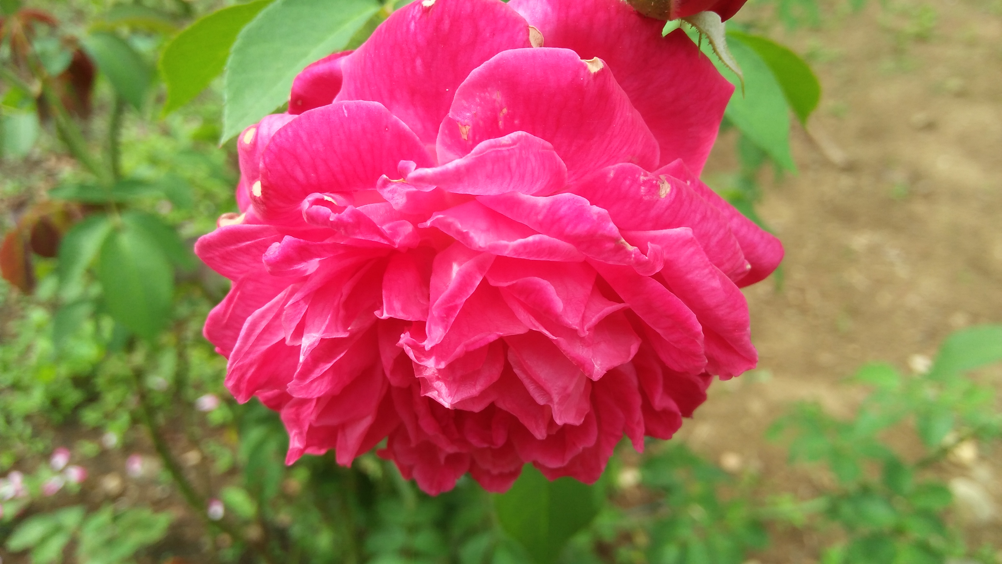Bunga Mawar Merah Desa Steemit