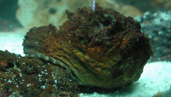 Stonefish.jpg