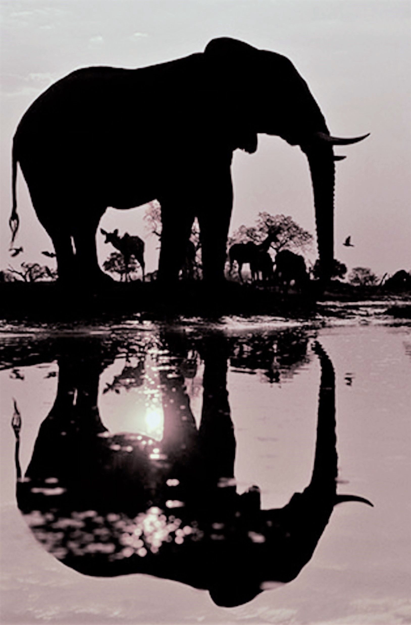 silhouette elephant frans lanting photobw.jpg