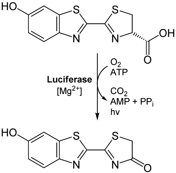 608px-LuciferinTOoxylucerfin.png