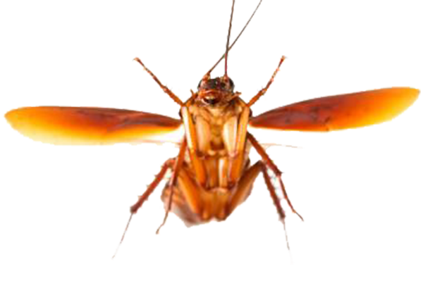Flying-cockroach-big.png