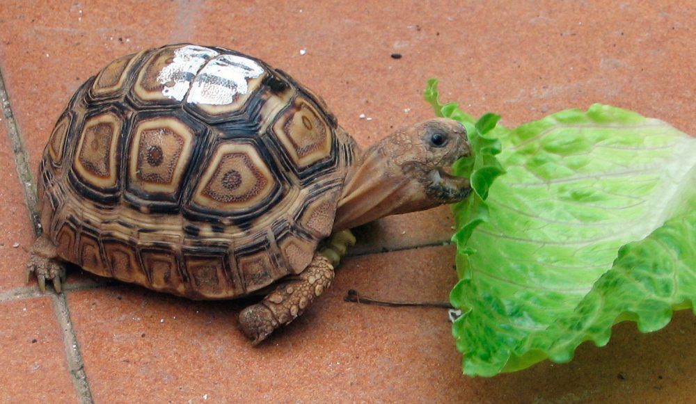tortuga-omnivora.jpg