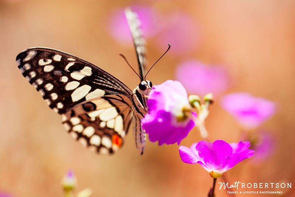 butterflyULURU_1000pxblog.jpg