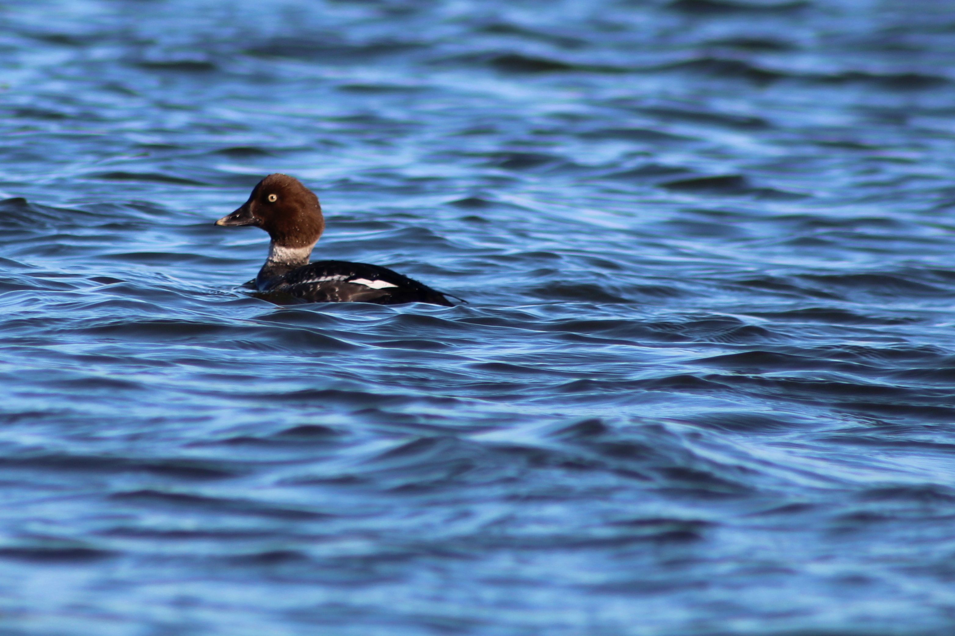 CommonGoldeneye.JPG