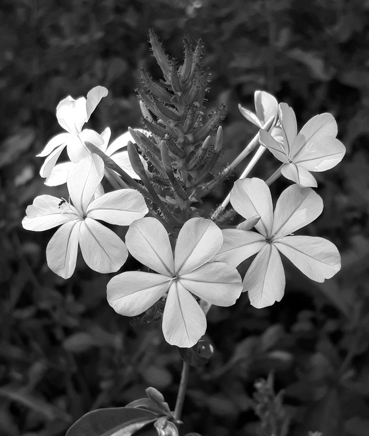 plumbago.jpg