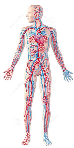 SP human-circulatory-system-full-figure-cutaway-anatomy-illustration-clipping-path-included-30313801.jpg