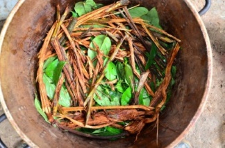 Ayahuasca.jpg