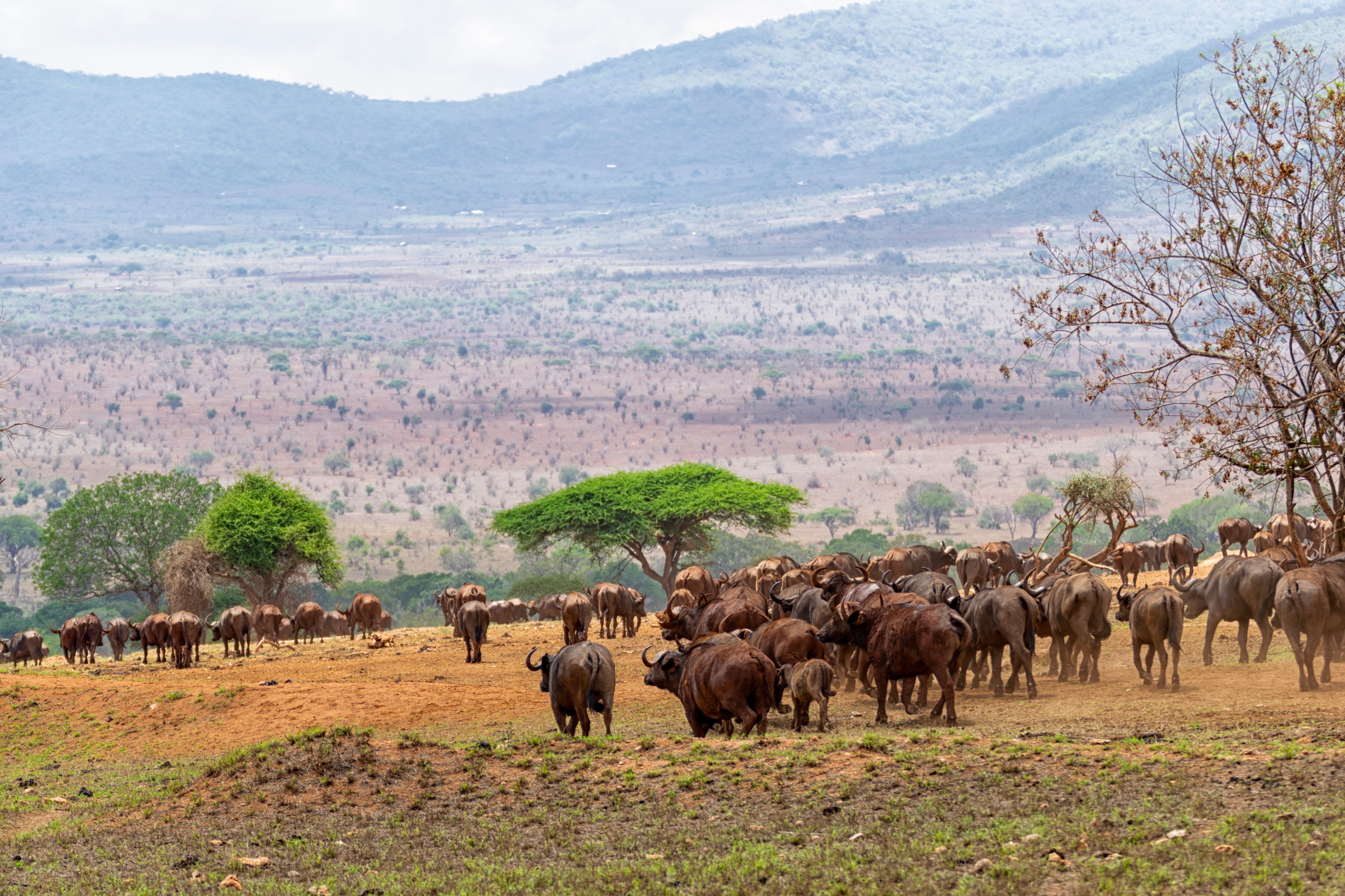Herd of African Buffalo19.jpg