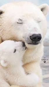 polar bear mom and baby.jpg