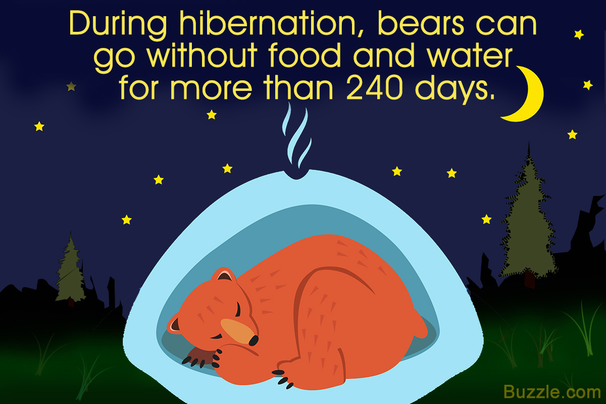 1200-608513-facts-about-bear-hibernation.jpg