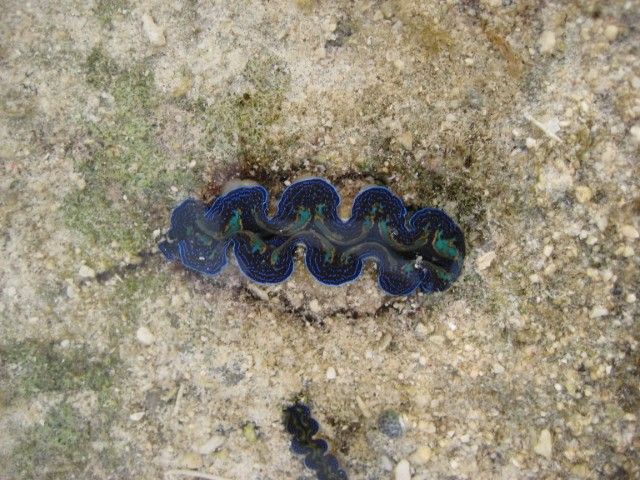 Giant Clam.jpg