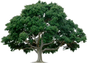 tree-300x214.png