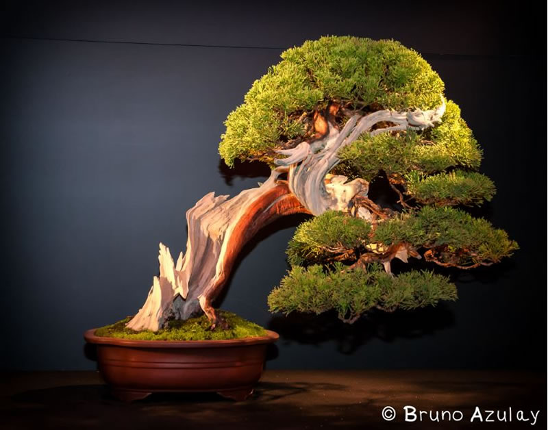21-Amazing-Bonsai-Trees-From-Around-The-World-10.jpg