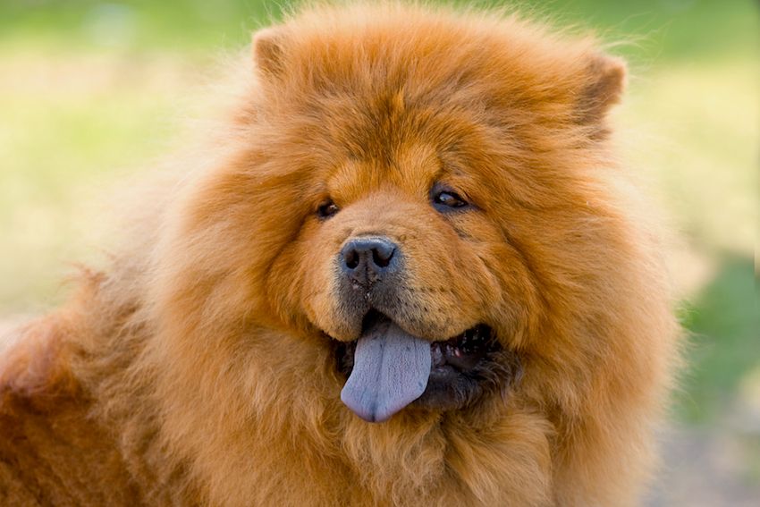 chow-chow2.jpg