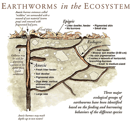 Earth worms.png