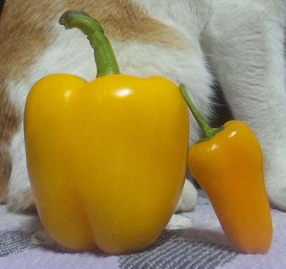 bell pepper.JPG