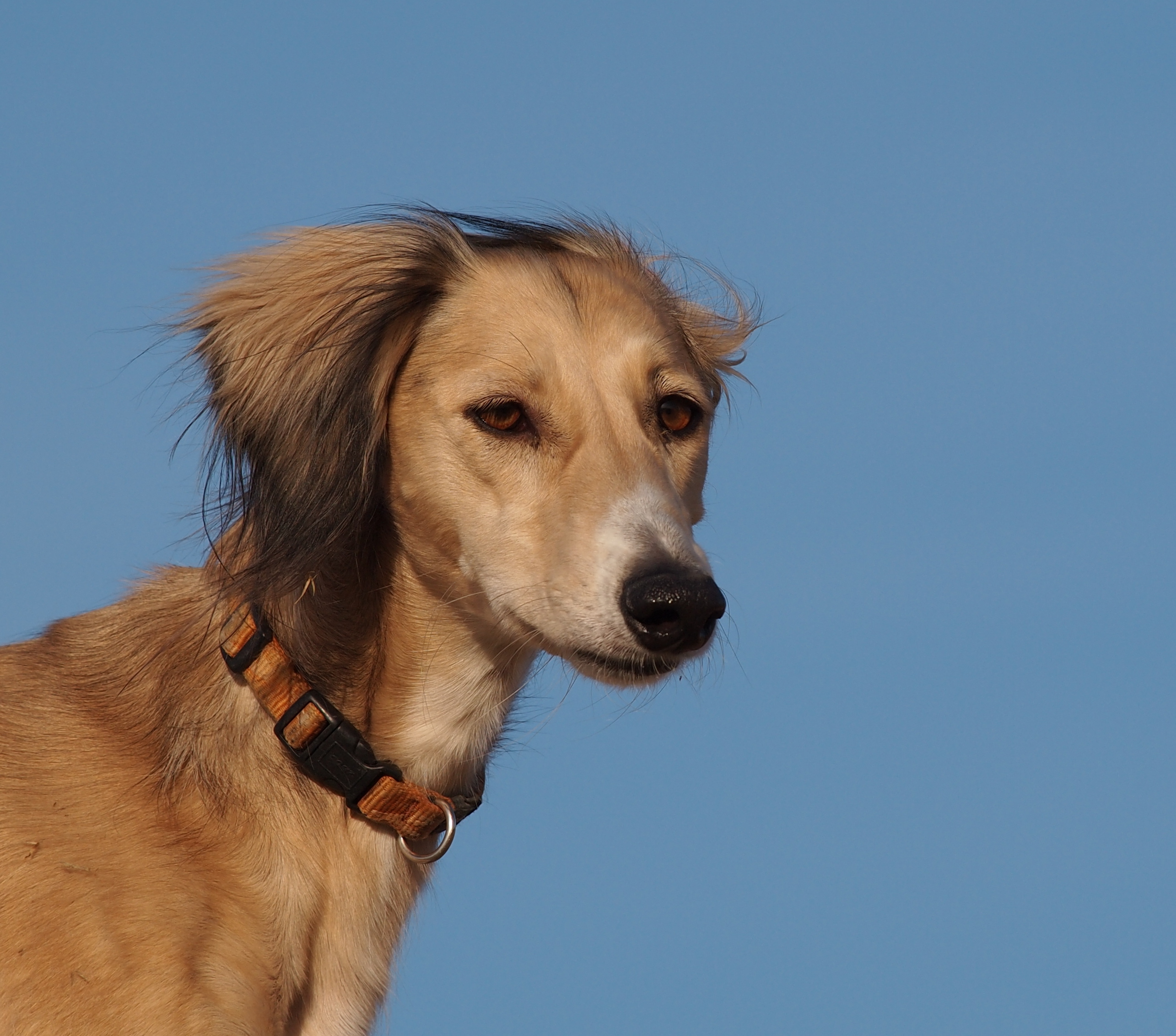 Persian saluki best sale