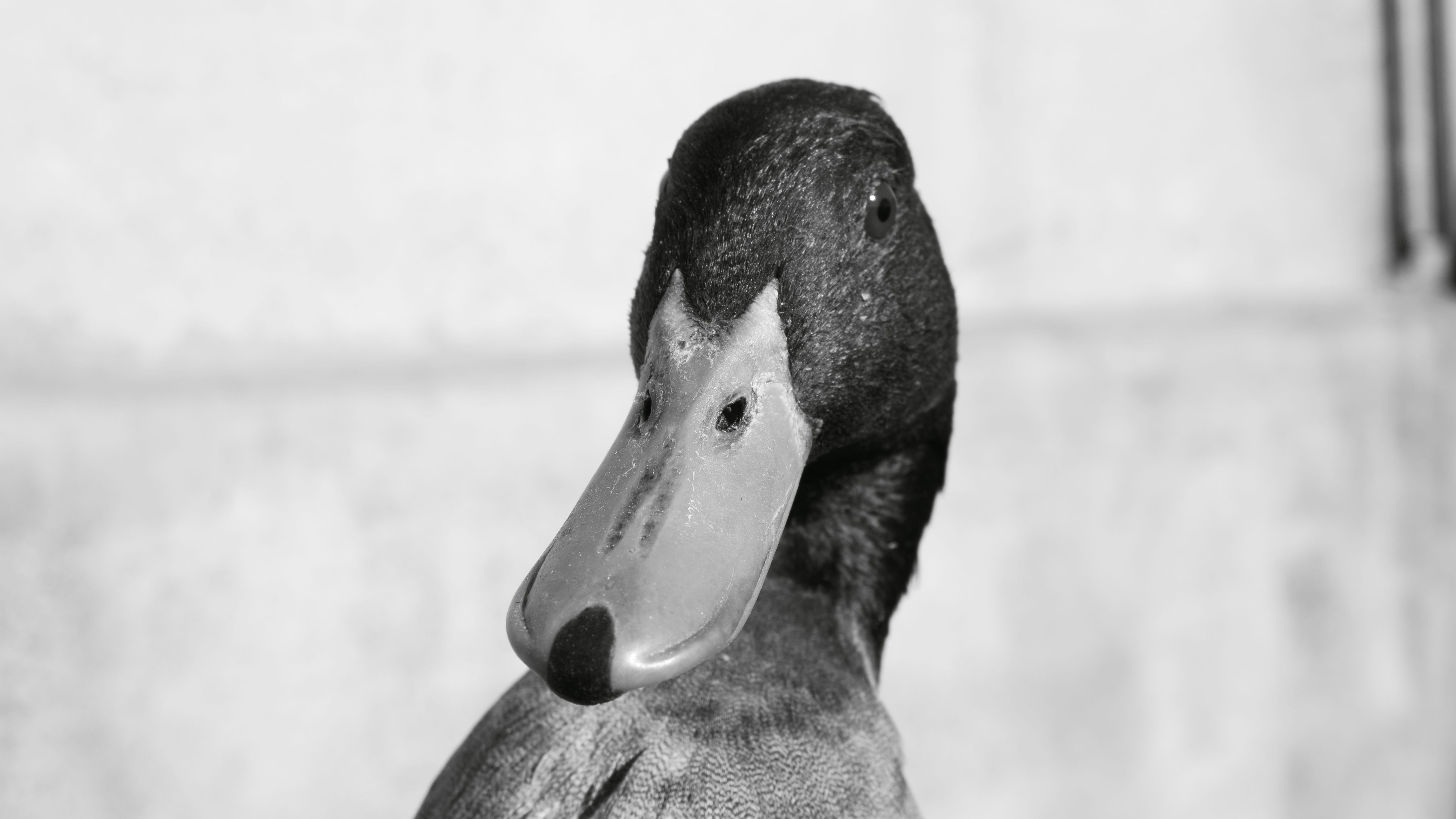 animal portrait.8.JPG