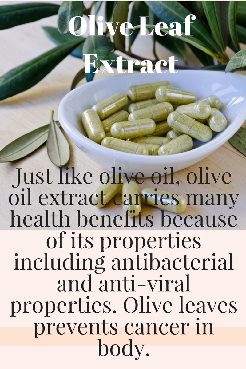 Benefits Of Olive Oil Leaf Extract Health Benefits