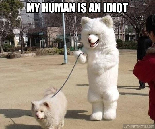 funny-human-costume-dog-walking.jpg