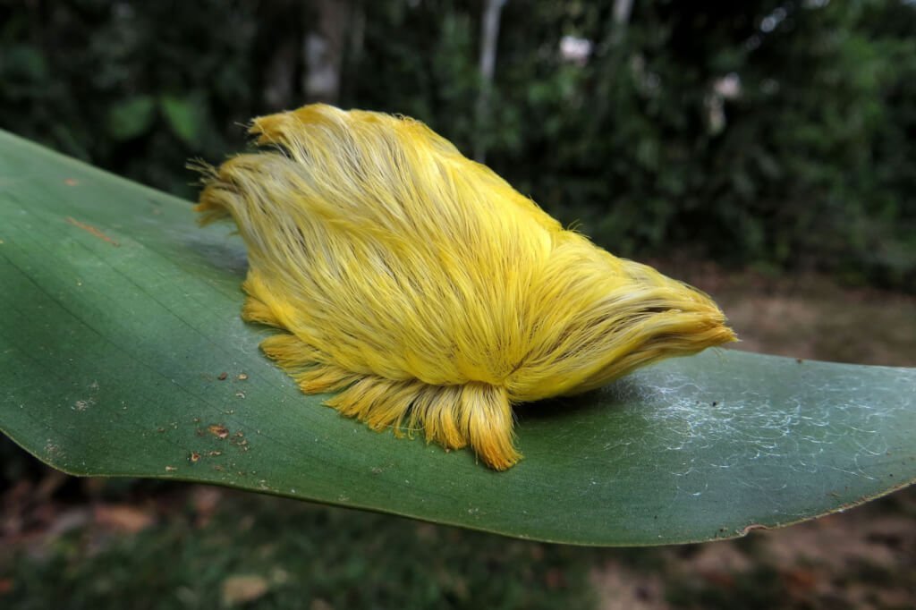 trumphair.jpg